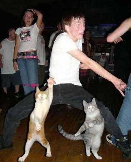 party animals
